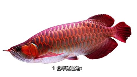 紅龍魚價格|【紅龍魚專賣店推薦】龍世界紅龍魚會館 亞洲龍魚價。